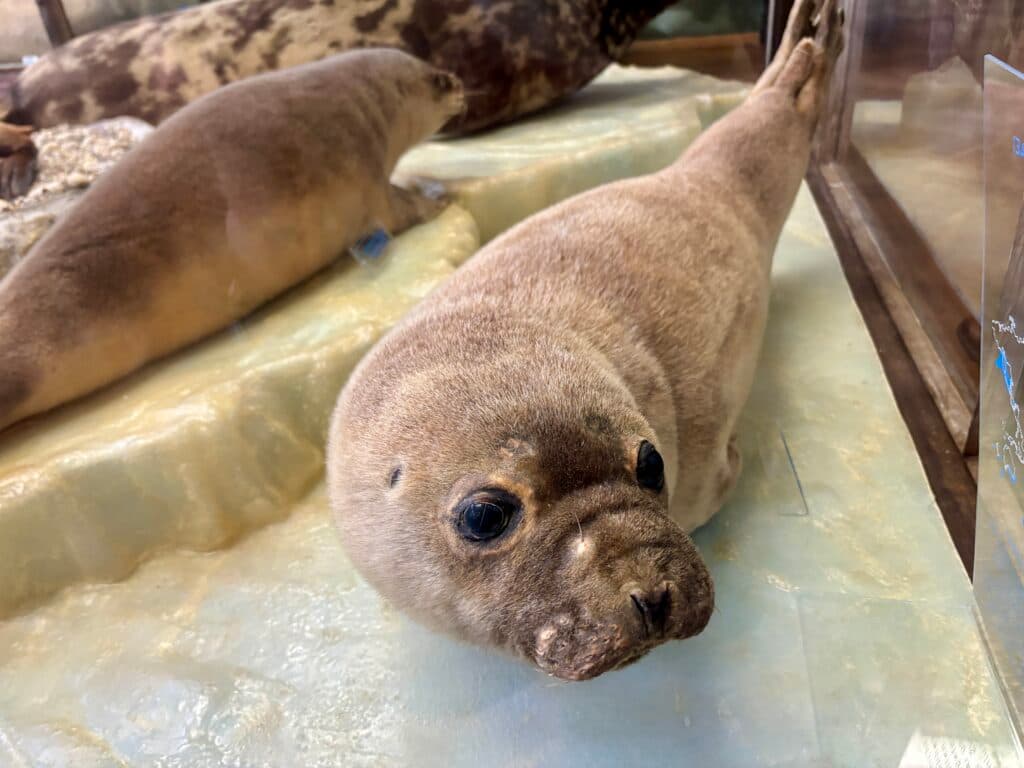 あらかわいい💕